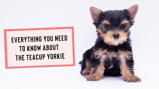 Everything You Need to Know About the Teacup Yorkie [upl. by Nailimixam]