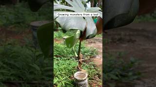 How to grow monstera deliciosa from cutting monstera water propagation results [upl. by Francois]