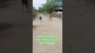 Veterinary doctor give the injection in goatgoat Vs doctorSo entertainment video challenge video [upl. by Alita]