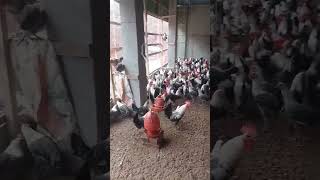 ayam stumbleguys bikelover nft birds memes chicken clashroyale farm smartphone [upl. by Tallie]