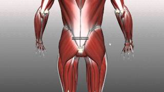 Muscles of the Gluteal Region  Part 1  Anatomy Tutorial [upl. by Pacificas298]