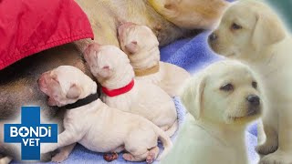 Puppy Birth 6 Puppies From Birth To 8 Weeks ❤️  Coast To Coast S4E8  Bondi Vet Full Episodes [upl. by Anemaj]