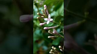 화분에 피는 미니 라일락 향기롭네요 Syringa meyeri Palibin Blooming Timelapse [upl. by Grath]