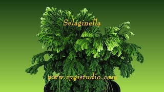 Timelapse of Growing Selaginella Plant [upl. by Honan]