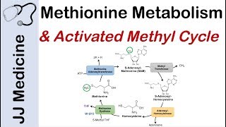 Methionine Metabolism and Activated Methyl Cycle  Pathway and Purpose [upl. by Eiramllij152]