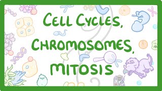 GCSE Biology  Cell cycles Chromosomes amp Mitosis 69 [upl. by Finah]