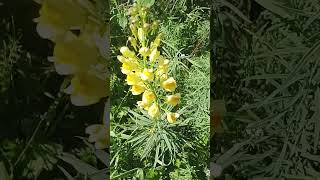 Linaria ottima per tosse e raffreddore [upl. by Aitret10]