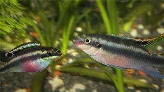 Kribensis Cichlid Pelvicachromis pulcher Breeding [upl. by Akila314]