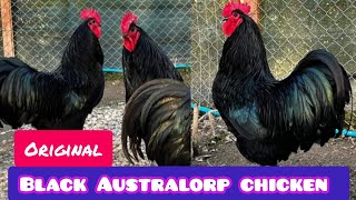 Original black Australorp chicken  Australorp chicken farming  Australorp chicken in Pakistan [upl. by Ainitsirc]