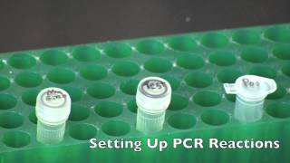 GMO Detection by PCR [upl. by Eerb558]