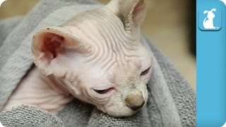 Adorable Sphynx Kitten Gets a Bath  Kitten Love [upl. by Jordon]