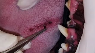 Pulling HAIR out of a dogs TONGUE [upl. by Early]