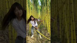 “HighYield Sugarcane Harvesting Maximizing Productivity with Efficient Techniques [upl. by Anit78]