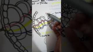 Symplast Apoplast and Transmembrane types of Transport of Water [upl. by Yduj975]