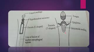 Development of larynx easy embryology gross anatomy [upl. by Allina496]