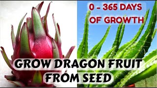 Easiest Way to Sprout Dragon Fruit Seeds  0  365 Days of Growth [upl. by Amuwkuhc]