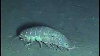 Deep Sea Isopods [upl. by Sarita]