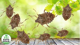 Brown Marmorated Stink Bug Feeding and Progression of Injury in Grape Clusters [upl. by Sucerdor]