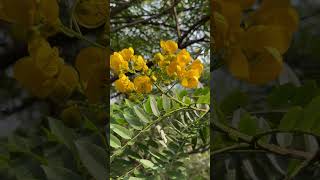 Senna spectabilis flowers [upl. by Auqenes698]