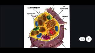 3d structure of plants cell and animal cell structure of mitochondria and structure of bacteria [upl. by Kiersten]