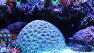 5 Corals Beginners Should Avoid [upl. by Tabbatha399]