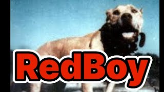 Pitbull History Bass RedBoy The complete interview dog apbt pitbulldog [upl. by Philender]