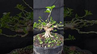 sancang premna microphylla bonsai shorts bonsaisancang bonsaipremna bonsaithemax [upl. by Patin453]