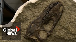 Tyrannosaurus rex Skull on Display at BYU Museum of Paleontology [upl. by Suiratnauq161]