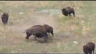 Buffalo Fighting at Wind Cave National Park [upl. by Nnorahs]