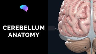 Anatomy of the Cerebellum 3D Anatomy Tutorial  UKMLA  CPSA [upl. by Leela]