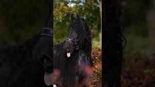 DIESES PFERD 🖤 equestrain subscribe рекомендации лошади riding pferd horse amazing fyp [upl. by Vidal701]