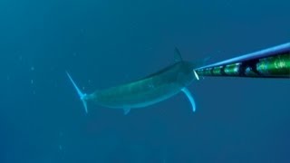 Spearfishing 500lb Black Marlin  Best Video [upl. by Truk]