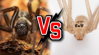 Daddy longlegs Spider Vs Black House Spider A Deadly Encounter [upl. by Arikahc]