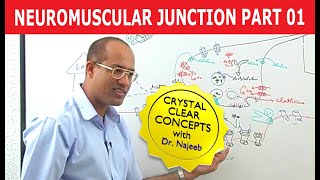 Neuromuscular Junction  Dr Najeeb  Part 12 [upl. by Juetta]