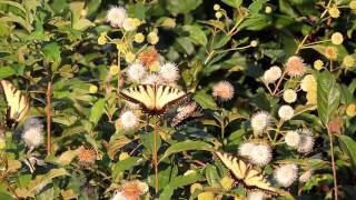 Capital Naturalist Tiger Swallowtails on Buttonbush [upl. by Jaquith]