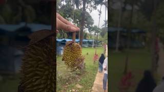 Kegiatan kemah hari ke1 minivlog adayinmylife food viralvideo durian fyp [upl. by Ecnerwaled817]