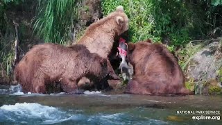 20240722 504s 35 yo wee bairns assist in eating her catch exploreorg [upl. by Everick688]