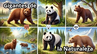 Explorando el Mundo de los Osos🐻🐻‍❄️🐼 [upl. by Asiram835]