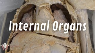 The Real Human Body Internal Organs of the Thorax [upl. by Chute618]