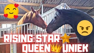 Love at second sight🥰Or not😠 Rising Star⭐ and Queen👑Uniek meet again  Friesian Horses [upl. by Enelrak]