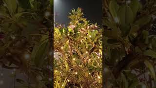 Plants like it goldtrending plants light lighting decor decoration plants indian india [upl. by Clift]