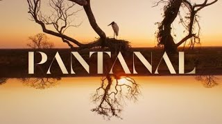 Pantanal 2022  Abertura do remake com trilha de 1990 🐆 [upl. by Franciska]