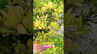 Lemon potted plant gardening lemonplant shortvideo [upl. by Rellek]