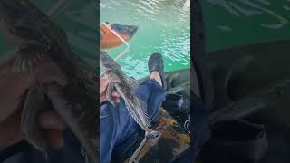 Currumbin Creek fishing zman fyp youtubeshorts [upl. by Adialeda692]