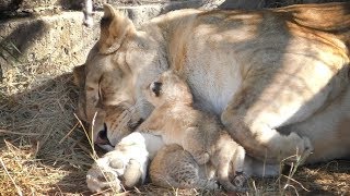 Маленькие львята Лизы Львы Тайган Little lion cubs Taigan [upl. by Etra]