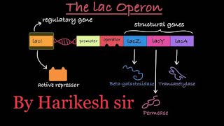 Operon Concept Regulation of Gene expression Molecular BiologyLac operon [upl. by Poyssick]