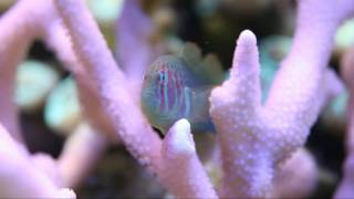 Green Clown Goby HD MACRO Gobiodon histrio rivulatus [upl. by Pelligrini412]