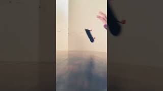 DOING A NOLLIE DOUBLE VARIAL FLIP ON A FINGERBOARD [upl. by Kampmann77]