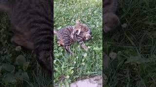 Lies in the sun🙄 CAT😺 cat cute kitten animals chat cuteanimals funny kitty catlover [upl. by Nielson]