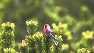 Lesser Redpoll Carduelis cabaret [upl. by Power637]